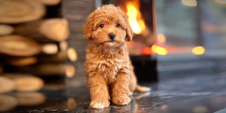 Köpeği boyayıp satan 2 kişiye dolandırıcılık davası