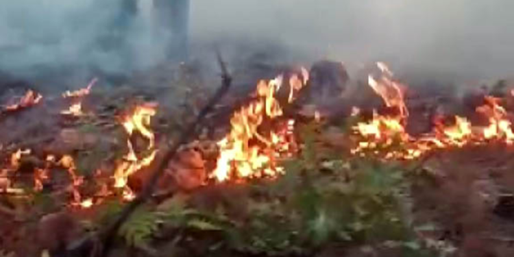 Kahramanmaraş'taki orman yangını, 98 saatte kontrol altına alındı