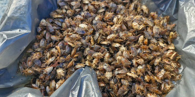 Kahverengi kokarcaların çiftleşmeleri engellenebilir