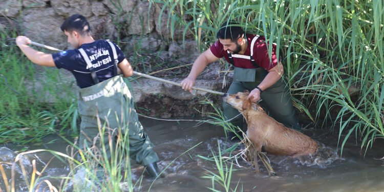Kanalda balçığa sağlanan köpeği, itfaiye ve veteriner kurtardı