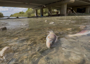 Karasu Nehri'nde balık ölümleri