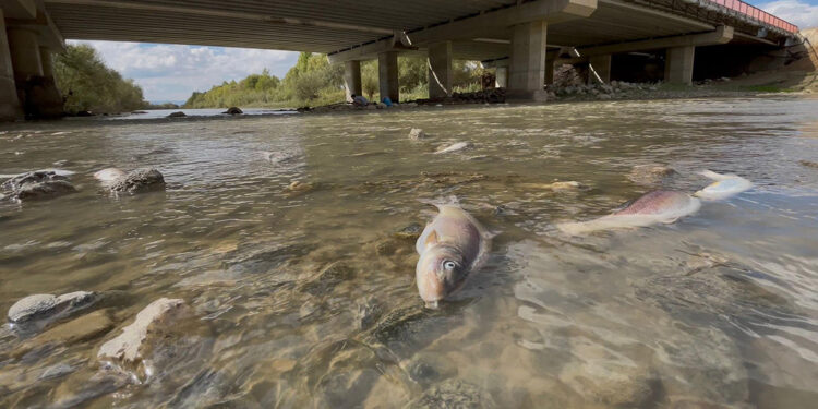 Karasu Nehri'nde balık ölümleri
