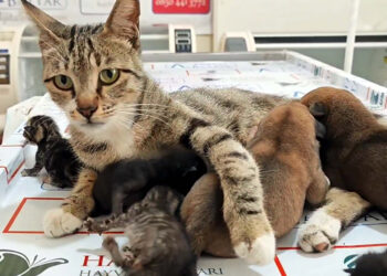 Kedi, 2 yavru köpeğe sütanne oldu