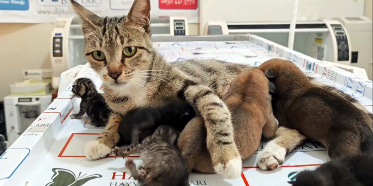 Kedi, 2 yavru köpeğe sütanne oldu