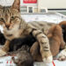 Kedi, 2 yavru köpeğe sütanne oldu
