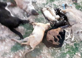 Kırklareli'nde barınakta 17 kedi ve köpek öldü
