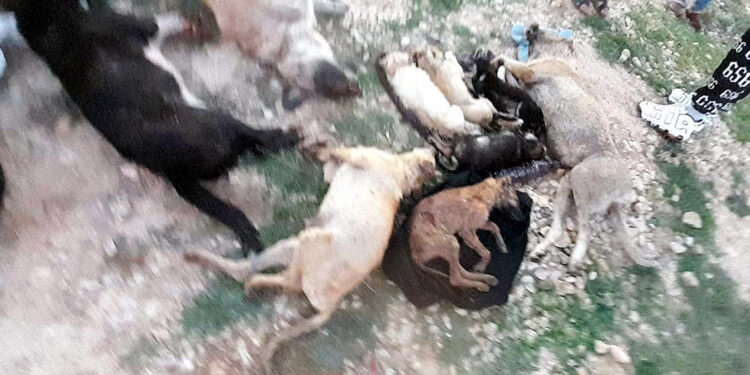 Kırklareli'nde barınakta 17 kedi ve köpek öldü