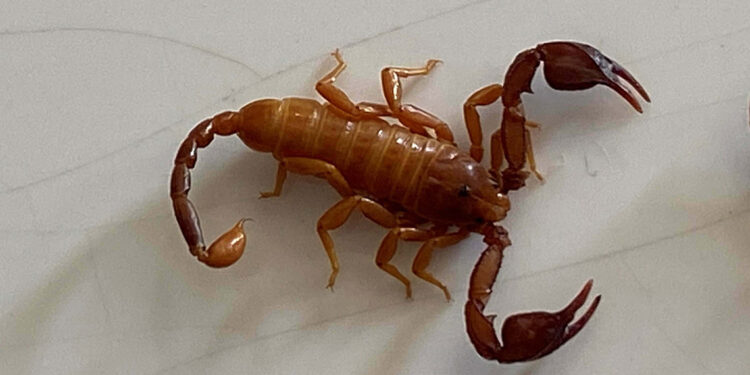 Konya'da yeni bir akrep türü keşfedildi