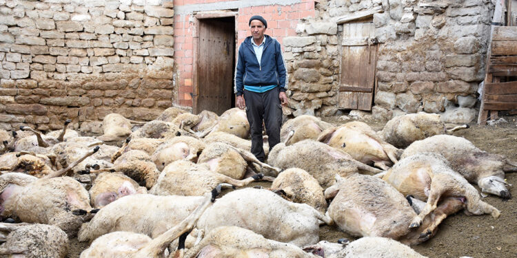 Köye inen kurt, 66 küçükbaşı öldürdü
