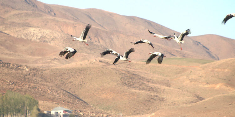 Yüksekova leyleklere ev sahipliği yapıyor