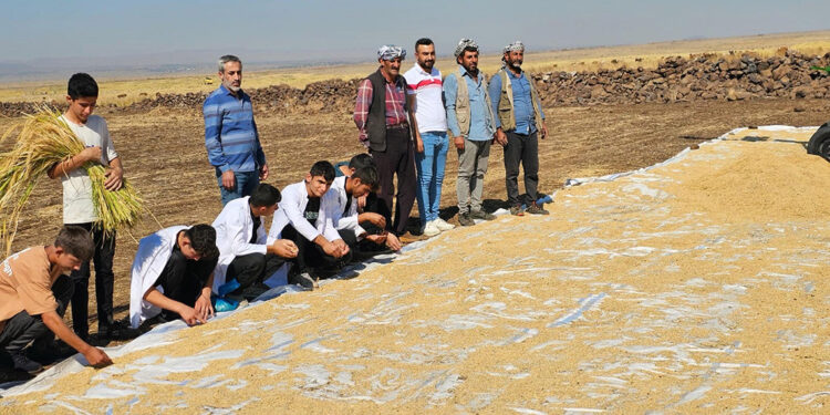 Liseli tarım öğrencilerine uygulama; Karacadağ pirinci hasadı
