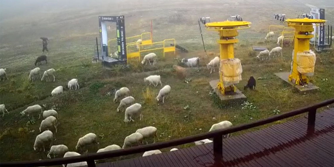 Türkiye'nin önemli kış turizm merkezlerinde mevsimin ilk karı beklenirken, sezon boyunca adım atmaya yer kalmayan Uludağ kayak pistlerinde koyunlar otluyor.