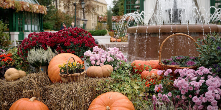 Altın Sonbahar Festivali renkli görüntülere sahne oluyor