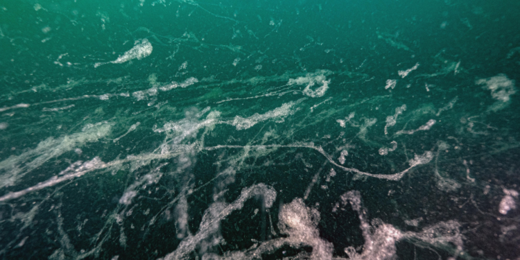 Marmara Denizi'nin kabusu müsilaj geri döndü