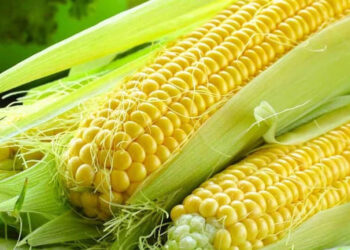 Mısır ithalatında gümrük vergisi yeniden belirlendi