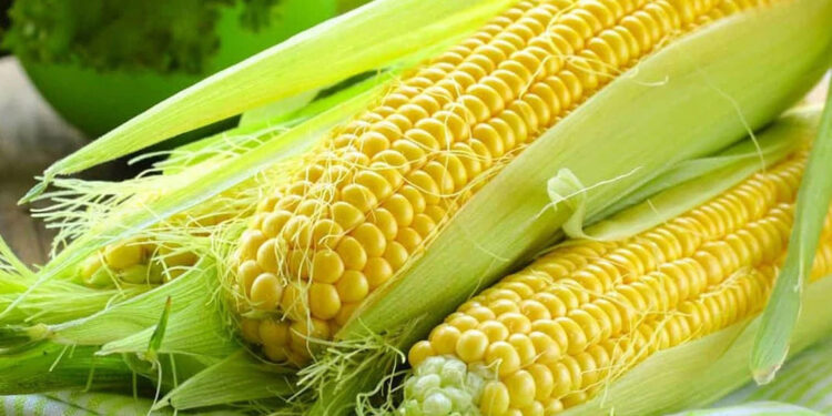 Mısır ithalatında gümrük vergisi yeniden belirlendi