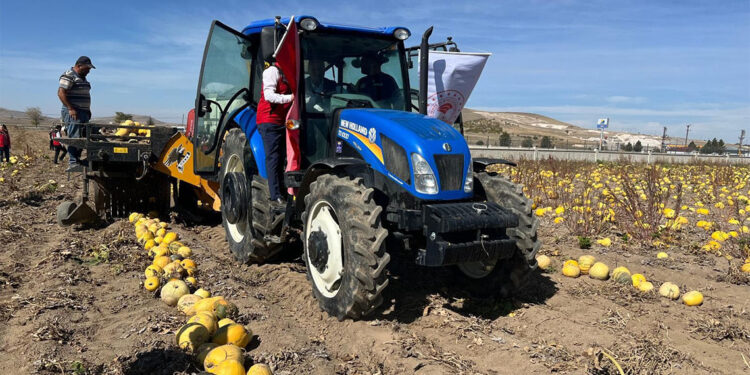 Nevşehir'de çerezlik kabak çekirdeği hasadı başladı
