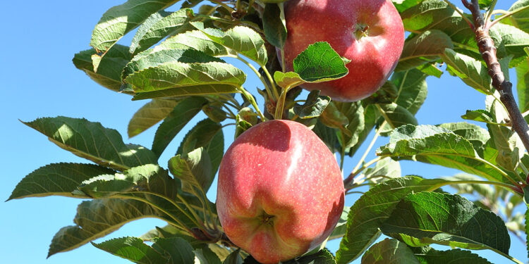 Niğde'de elma rekoltesi 600 bin tona ulaştı
