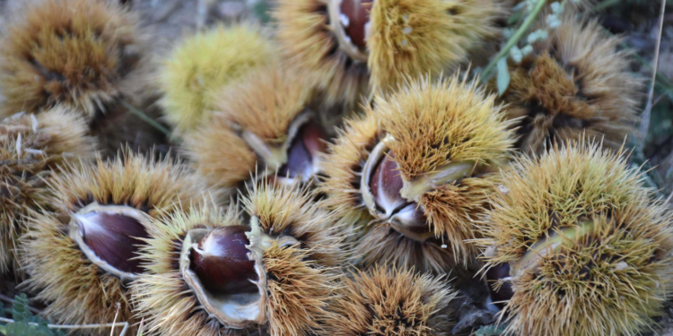 Organik kestanede ilk hasat