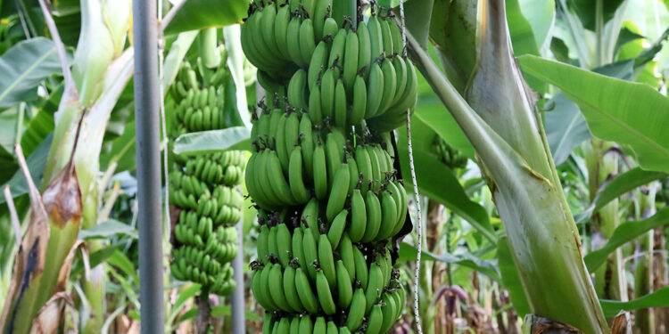 Örtüaltına geçişle muz üretimi 12 aya yayıldı