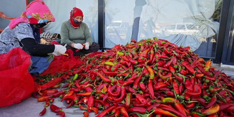 Kapya biberden salça ve pul biber yapıp satıyorlar