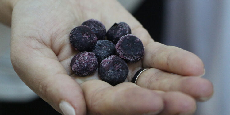 Türkiye, mavi yemişi 7 bölgede üretme potansiyeline sahip