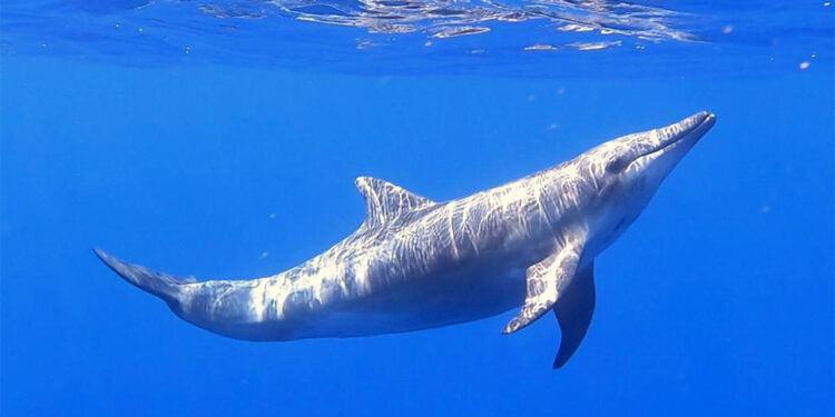 'Pürüz dişli' yunus türü Türkiye'de görüntülendi