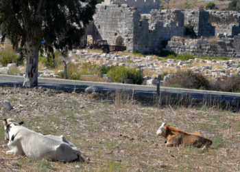 Patara'nın yollarında inek ve koyun zararı