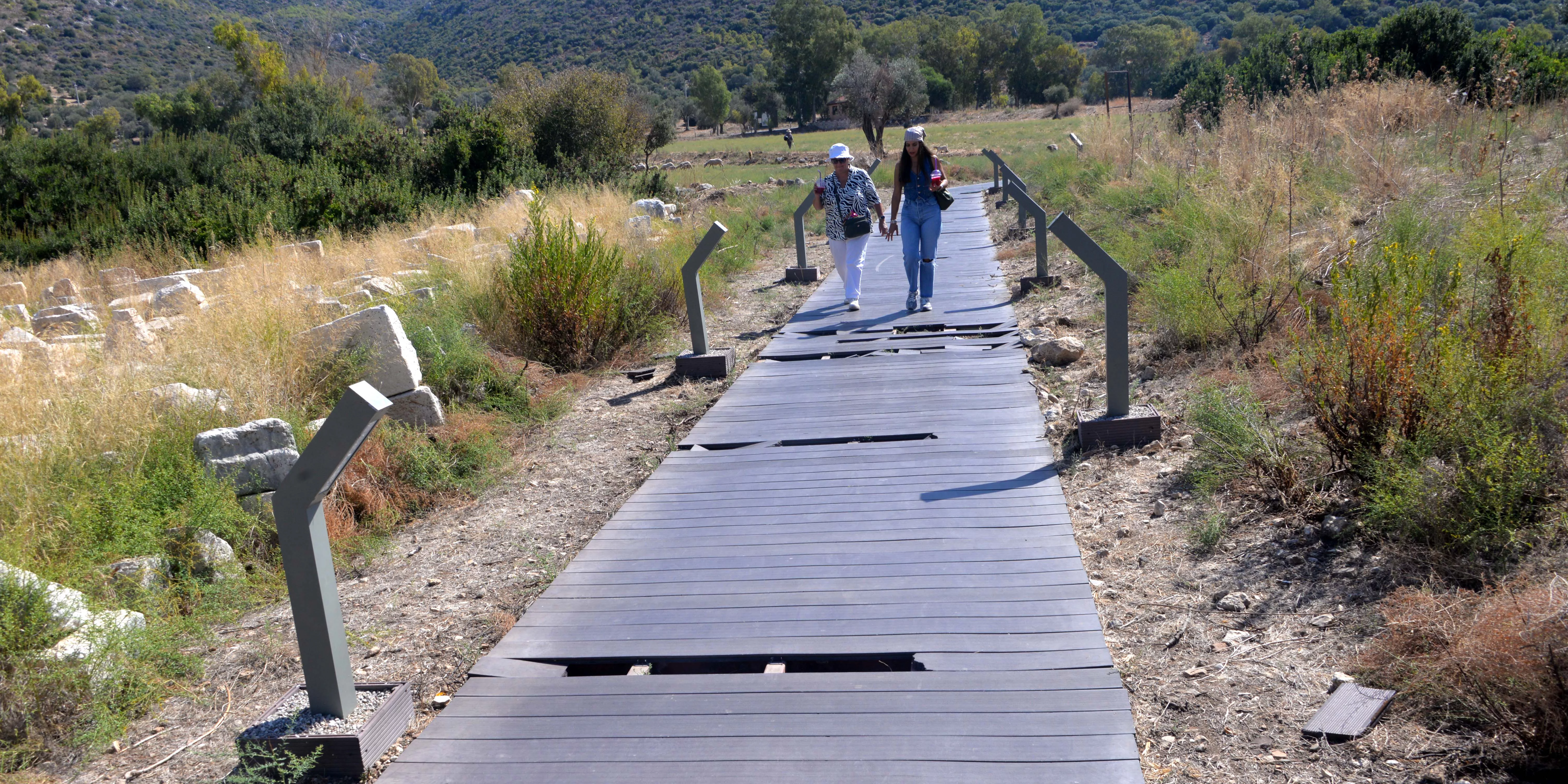 Patara'nın yollarında inek ve koyun zararı