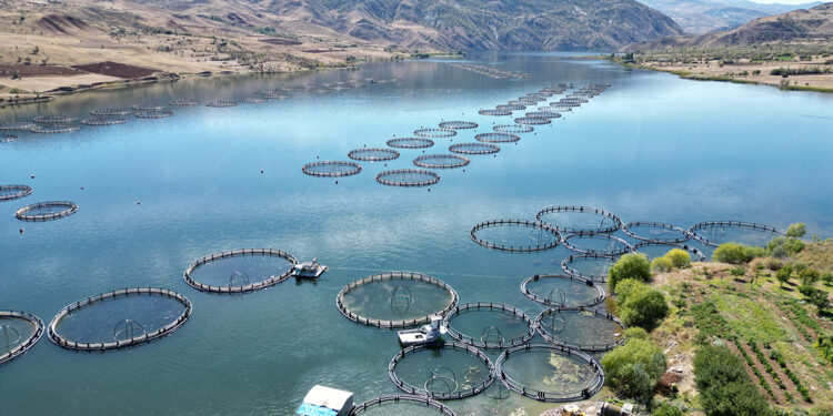 Rusya yolcusu somonların hasadına başlandı