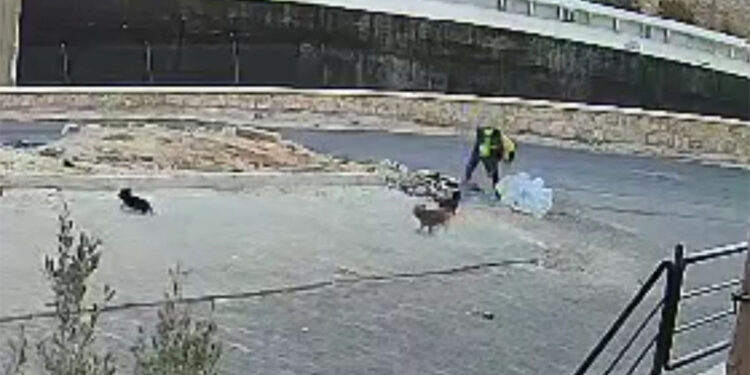 Yavru köpeği parke taşıyla vurarak öldürdü