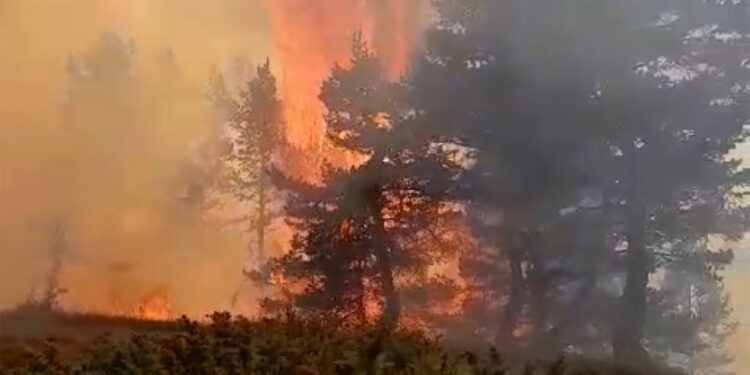 Koyulhisar'da ot yangını ormana sıçradı