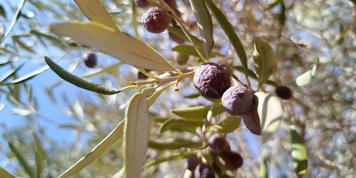 Kuraklık nedeniyle geçen yıl yaşanan üretim sıkıntısının ardından bu yıl rekolte artışı beklenen sofralık zeytin, sıcak ve yağış yetersizliğinden irileşmedi, dalında buruştu.