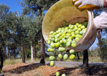 Sofralık zeytin dalında buruştu