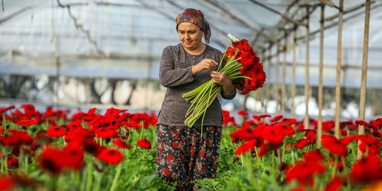 Süs bitkileri ihracatının yüzde 45,6'sı Antalya'dan