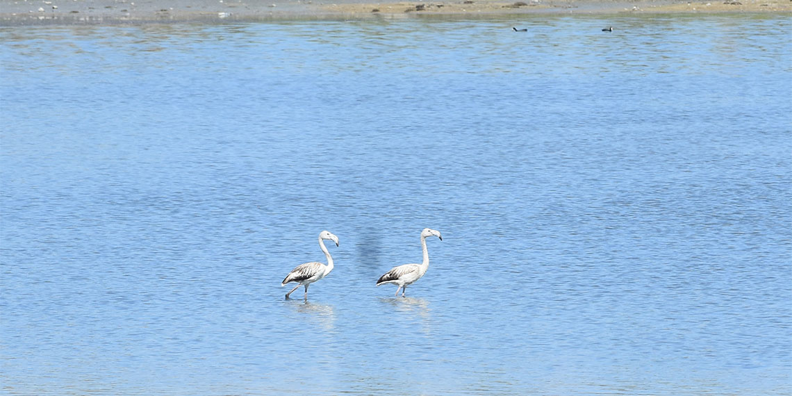 Sivas'ın Ulaş ilçesinde yer alan ve kuşların doğal yaşam alanı olarak bilinen Ulaş Gölü'nde azalan su seviyesi alarm verirken, göl yüzeyinde artan kuş hareketliliği gözlendi.