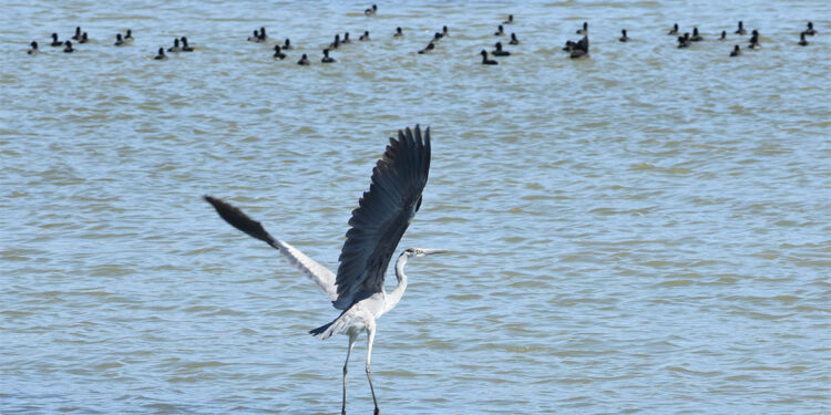 Ulaş Gölü'nde azalan su seviyesi alarm veriyor