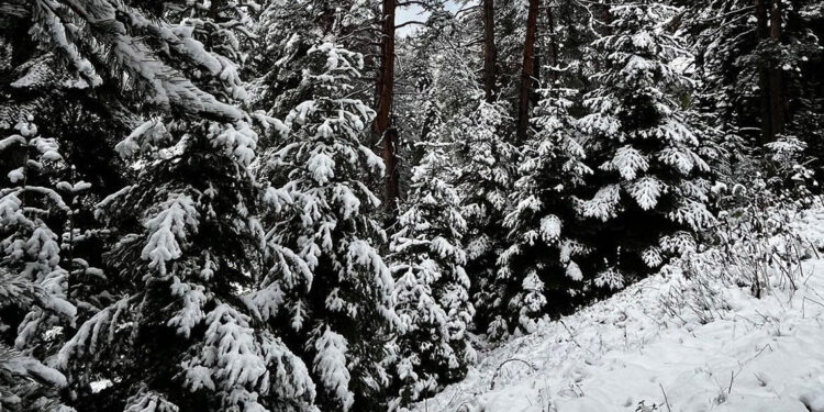 Sinop'a mevsimin ilk karı yağdı
