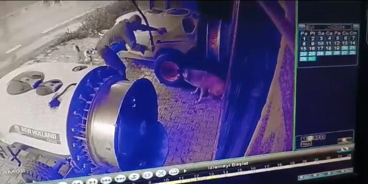 Sokak köpeğini sopayla öldürdü; o anlar kamerada