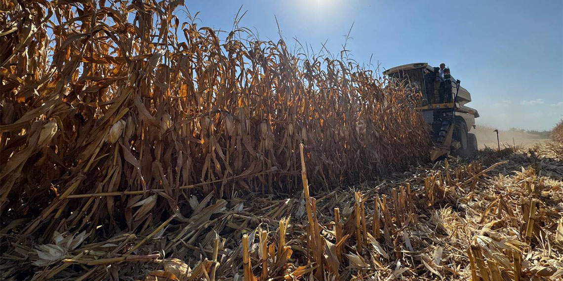 Türkiye Ziraat Odaları Birliği Genel Başkanı Şemsi Bayraktar, "Mısır ithalatı için gümrük vergisi indirimi nedeniyle üreticimiz endişeli" diye konuştu.