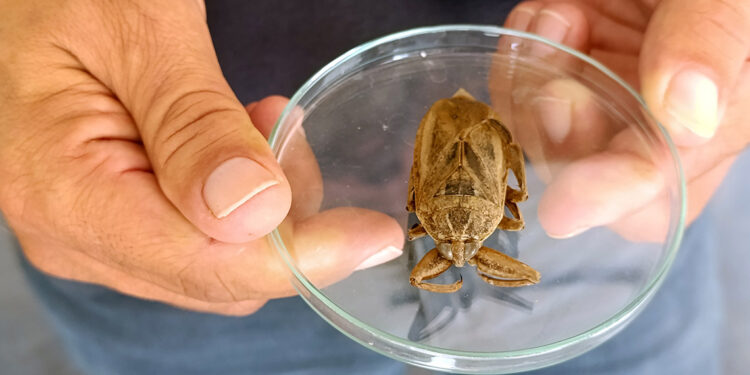 Tatlı sularda rastlanan 'parmak kopartan böcek', ilk kez deniz kıyısında görüldü