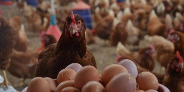 Tavuk eti ve yumurta üretimi ağustosta arttı