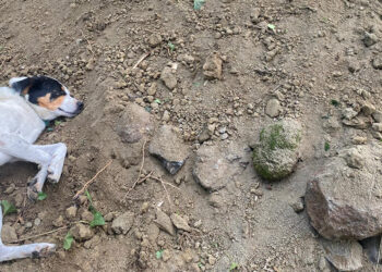 'Teo', sahibinin mezarının başından ayrılmadı