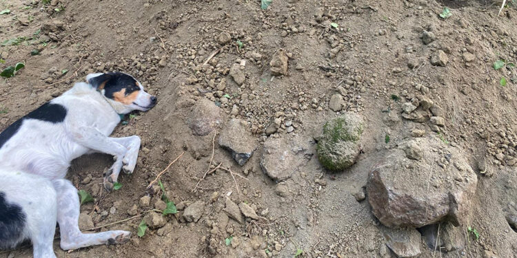 'Teo', sahibinin mezarının başından ayrılmadı