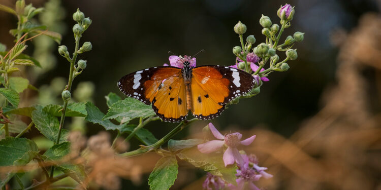 UNESCO Listesi'ndeki 8 bin yıllık Hevsel Bahçeleri kelebeklerle renklendi