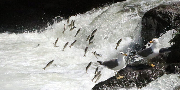 Van Gölü tarandı; inci kefali stoku azalıyor