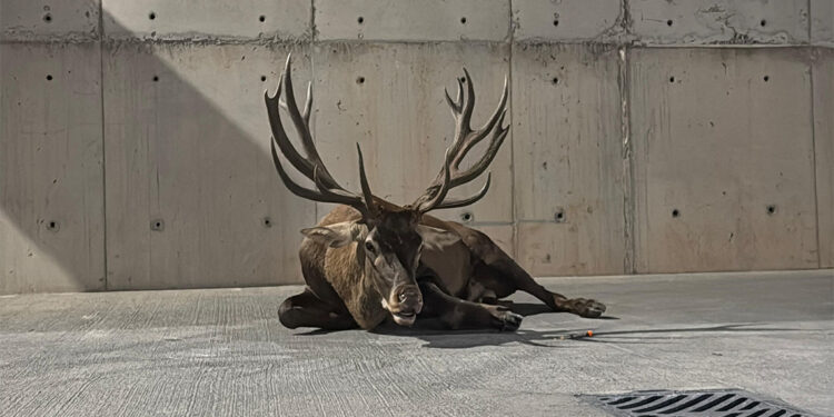 Yaralı geyik fabrikaya sığındı