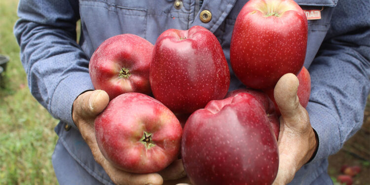 Yeşilhisar elması 30'dan fazla ülkeye ihraç ediliyor