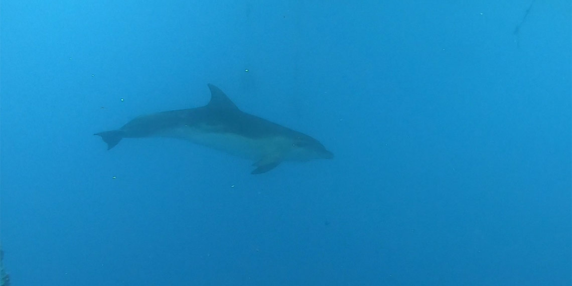 Amatör olta balıkçılarının son zamanlarda sıklıkla kullandığı balık görünümlü sahte yemler deniz canlılarını tehlikeye atıyor.