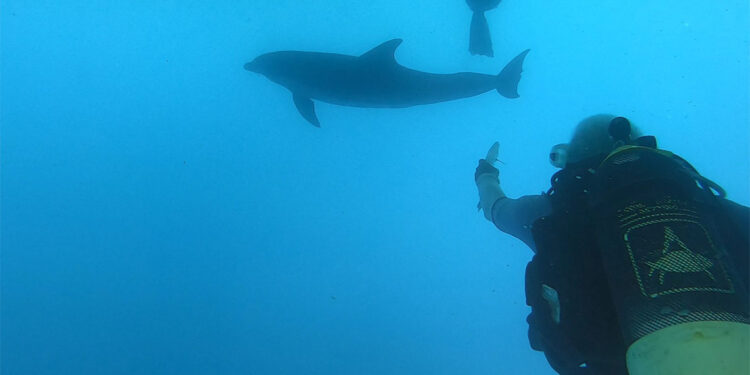 Sahte yemler deniz canlılarını tehlikeye atıyor